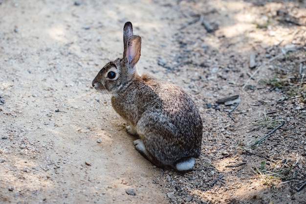 Gray rabbit on the ground