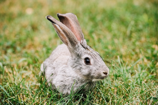 Gray rabbit lying on green grass