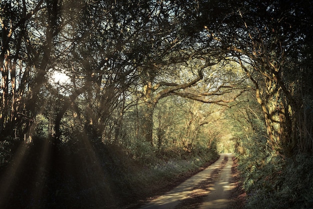 Gray road between trees during daytime