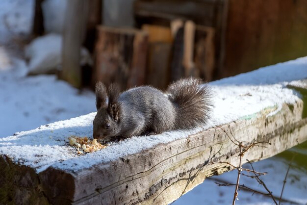 ぼやけた背景と雪の地面にかわいい小さなリスのクローズアップショット 無料の写真