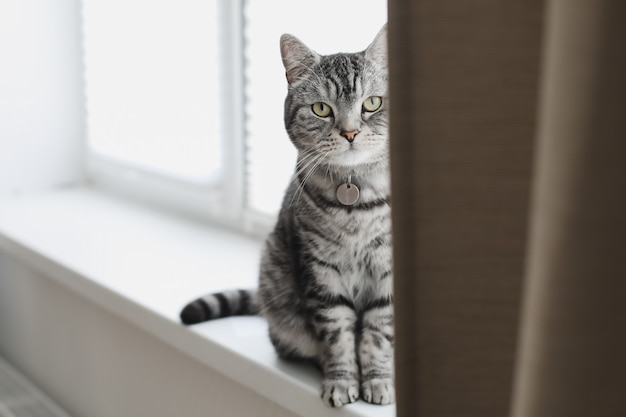 회색 얼룩무늬 재미있는 고양이는 집 창턱에 앉아 있다