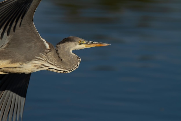 Серая болотная птица, летящая над водой в солнечный день