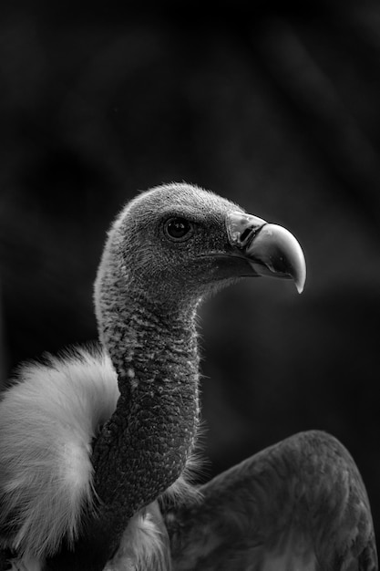 Free photo grayscale close-up shot of a head of griffon vulture