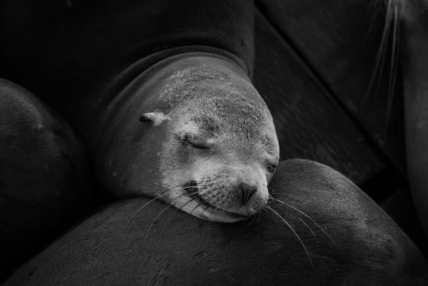 Foto gratuita primo piano in scala di grigi colpo di un simpatico foca addormentata