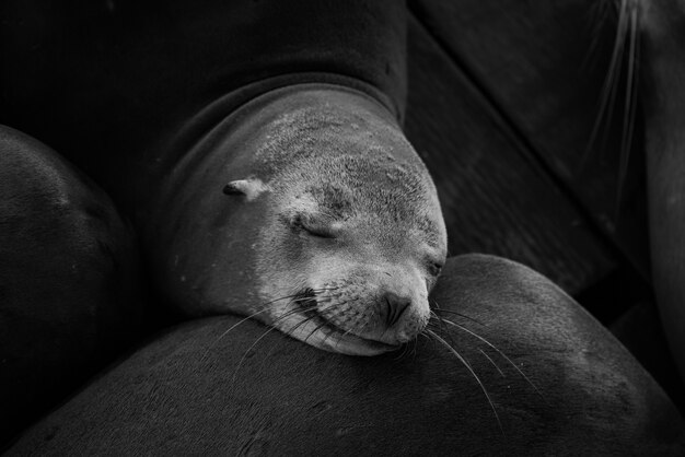 Grayscale closeup shot of a cute sleeping seal