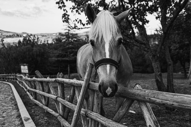 Grayscale closeup shot of a horse in fenced farmland