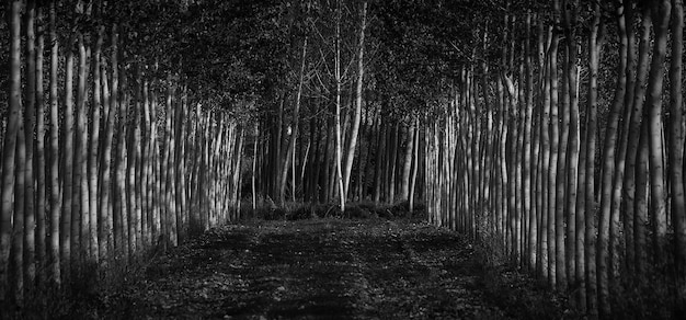 Grayscale of a forest covered in trees and leaves - great for spooky concepts