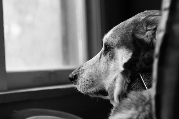 Grayscale selective focus hot of a sad dog looking out a window