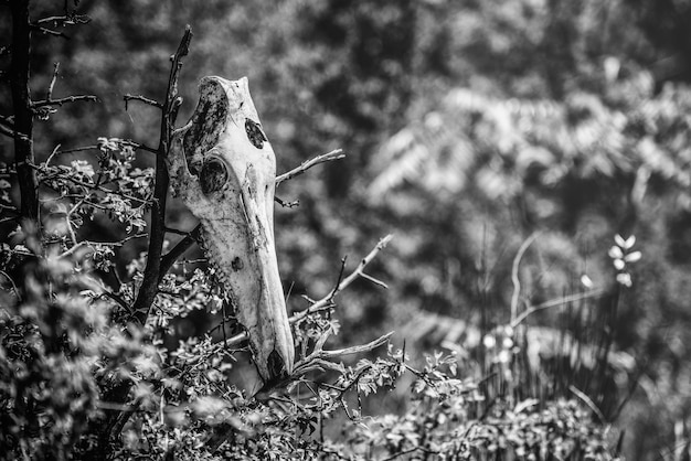 Grayscale selective focus shot of an animal skull set on top of twigs