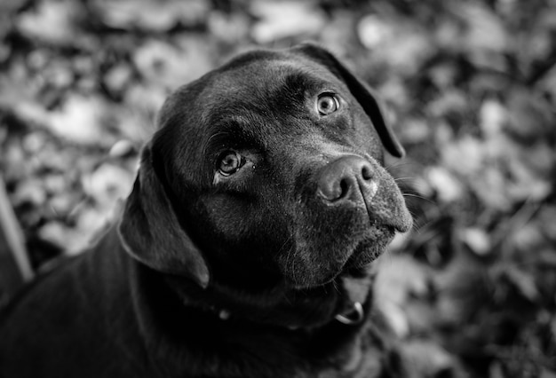 Grayscale shot of a black Labrador Retriever