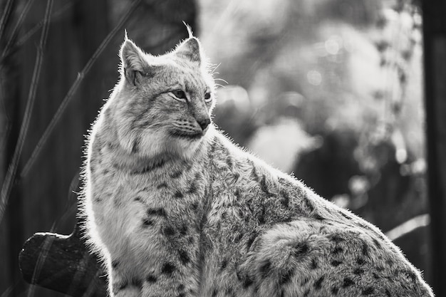 Foto gratuita scatto in scala di grigi di un bocat seduto su un tronco in uno zoo