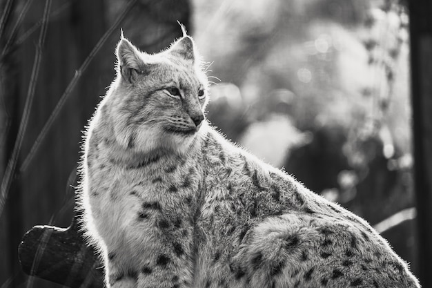 Grayscale shot of a bocat sitting on a log in a zoo