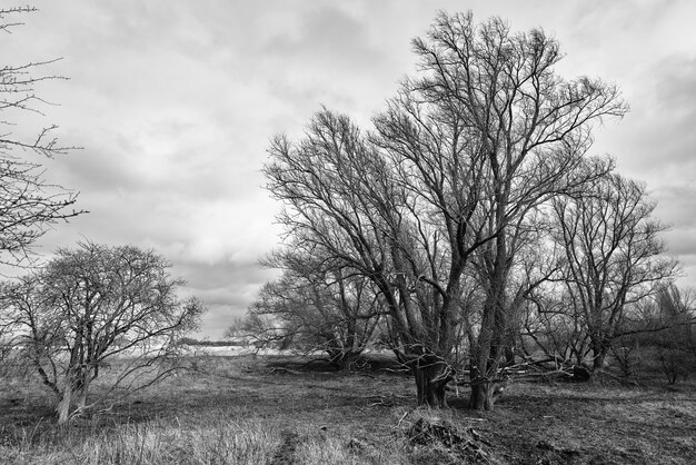 Снимок в оттенках серого: смелые деревья в сельской местности