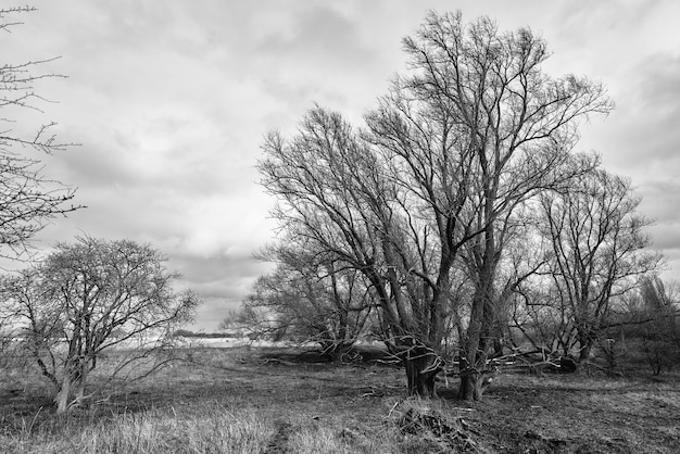 Grayscale shot of bold trees in the countryside
