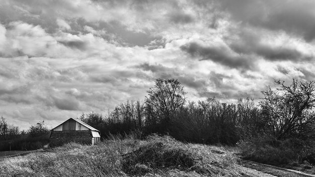 Grayscale shot of bold trees in the countryside