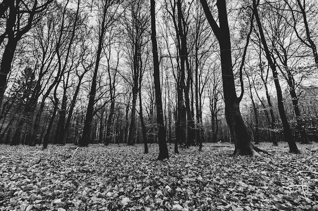 Foto gratuita scatto in scala di grigi di una foresta inquietante