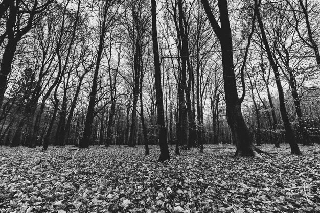 Grayscale shot of a creepy forest