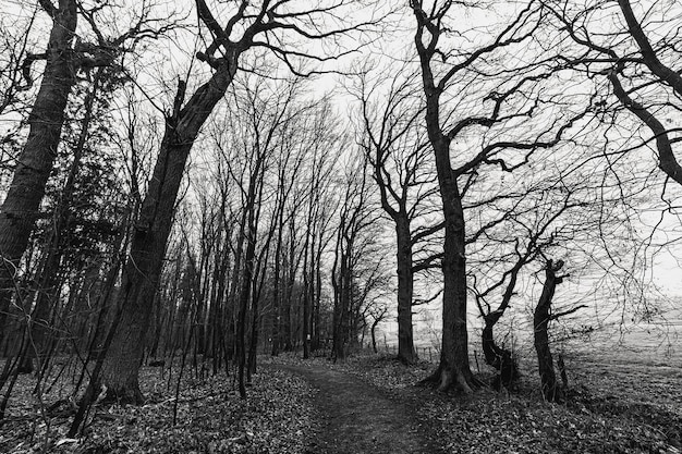 Grayscale shot of a creepy forest
