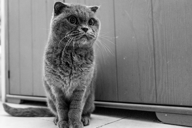Grayscale shot of a curious British Shorthair cat sitting on a floor tiles