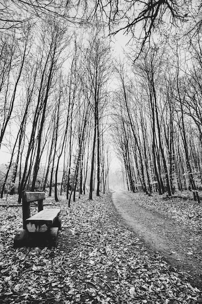 Grayscale shot of a forest pathway