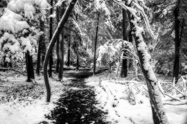 Grayscale shot o a pathway in the middle of trees covered in snow