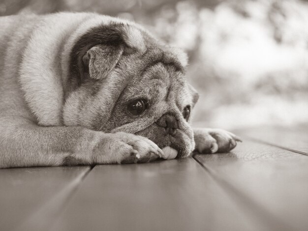 Grayscale shot of an old pug dog resting on the balcony of the house