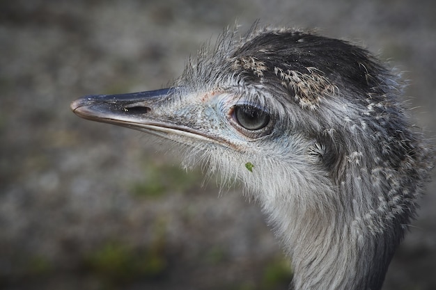 Grayscale shot of an ostrich head