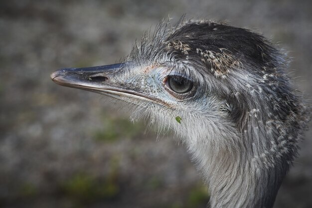 Grayscale shot of an ostrich head