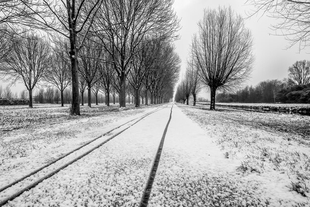 Grayscale shot of pathway in the middle of leafless trees covered in snow in the winter