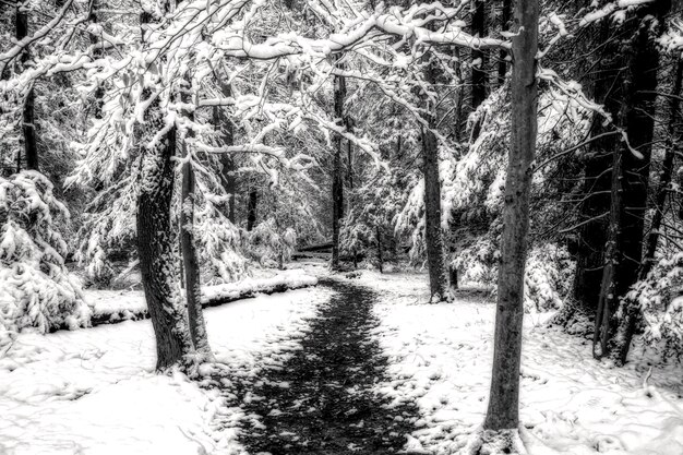 雪に覆われた森の真ん中にある経路のグレースケールショット