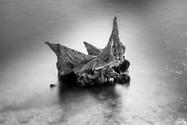 Grayscale shot of a piece of wood in the sea