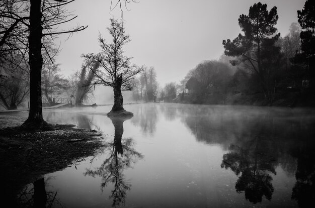 Grayscale shot of a pond rounded by trees in Galicia