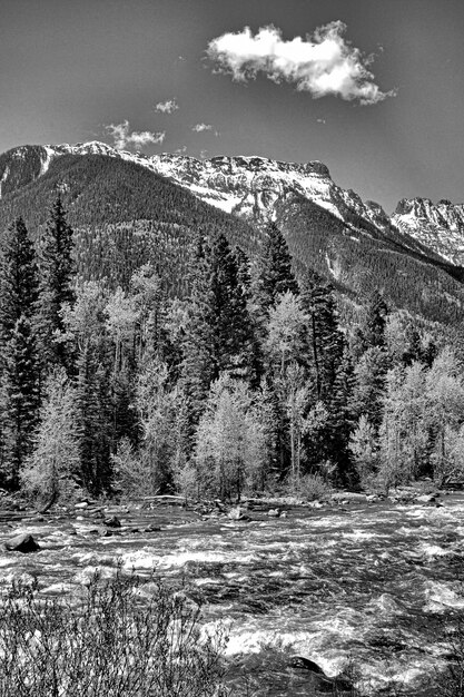 Grayscale shot of a river surrounded by mountains and a lot of trees under a cloudy sky