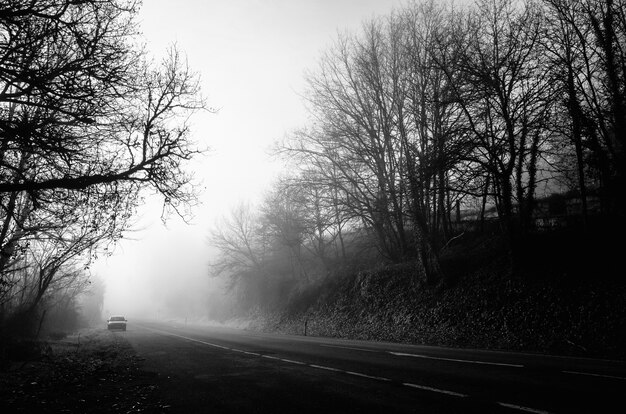 霧のある葉のない木の真ん中にある道路のグレースケールショット