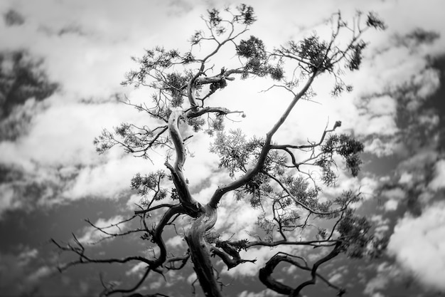 Grayscale shot of a tree under a cloudy sky