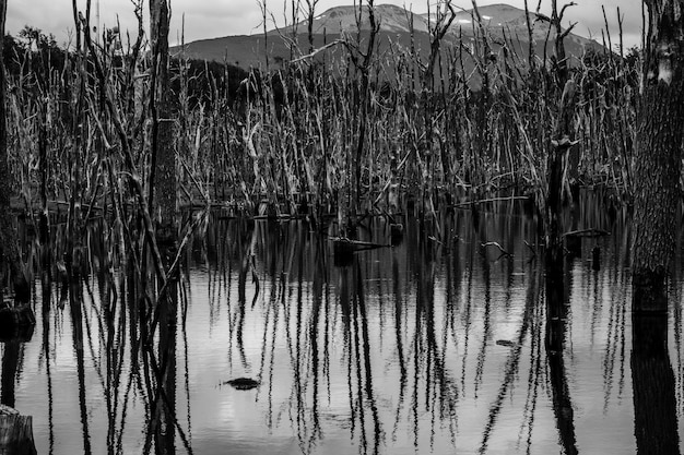 アルゼンチン、パタゴニアのウシュアイア湖に反射する木のグレースケールショット