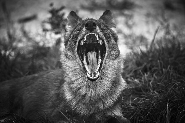 Grayscale shot of a wolf in nature