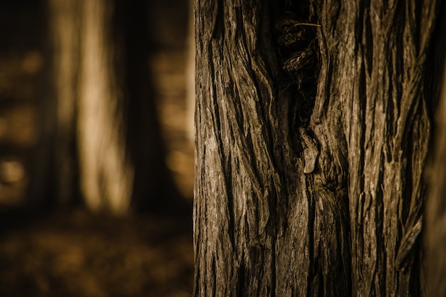 Grayscale of tree trunk