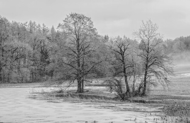 Grayscale trees near body of water