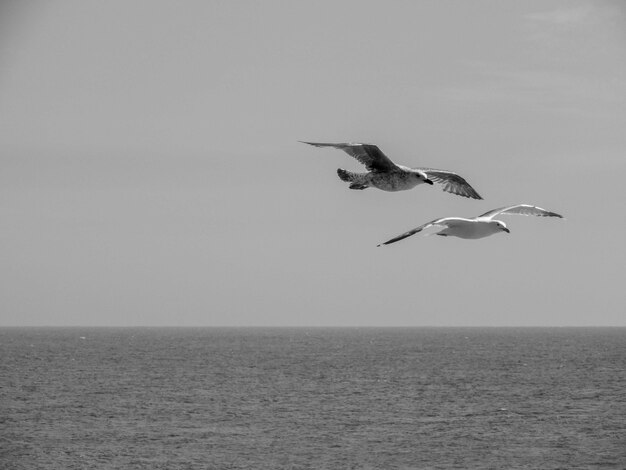 海を飛んでいる2羽のカツオドリのグレースケール