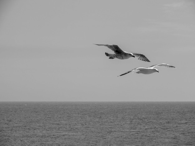 Grayscale of two booby birds flying on the sea
