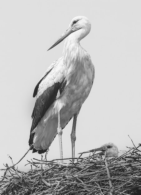 Grayscale vertical shot of a stork standing on a ne