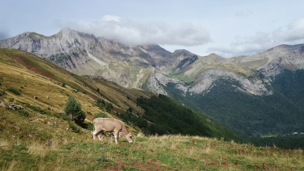 Grazing cow surrounded by mountains covered in greenery under a cloudy sky at daytime