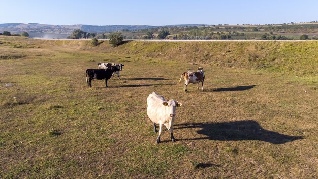 Grazing cows in the field