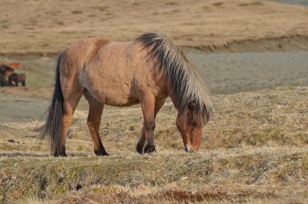 Foto gratuita pony islandese al pascolo all'inizio dell'estate.