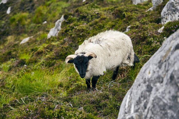コナマーラ国立公園の日光の下で岩や草に覆われた野原で羊を放牧する
