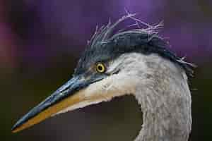 Free photo great blue heron on a blurred wall