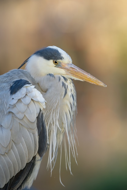 Foto gratuita airone di grande azzurro con uno sfondo sfocato