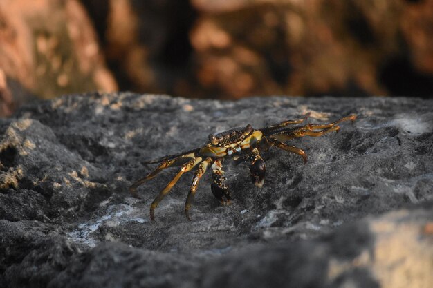 Great capture of a sea crab walking along on rocks in Aruba.