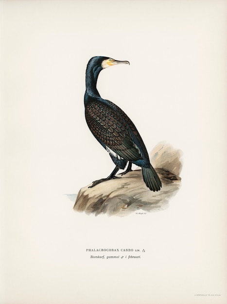 Free photo great cormoran (phalacrocorax carbo) illustrated by the von wright brothers.
